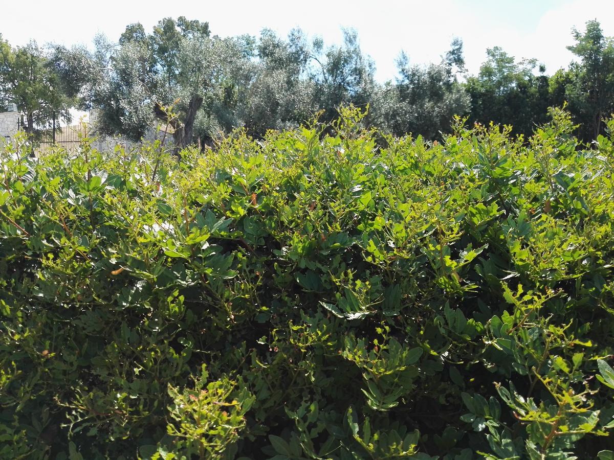 Casale Farnesiana B&B Tarquinia Exterior photo