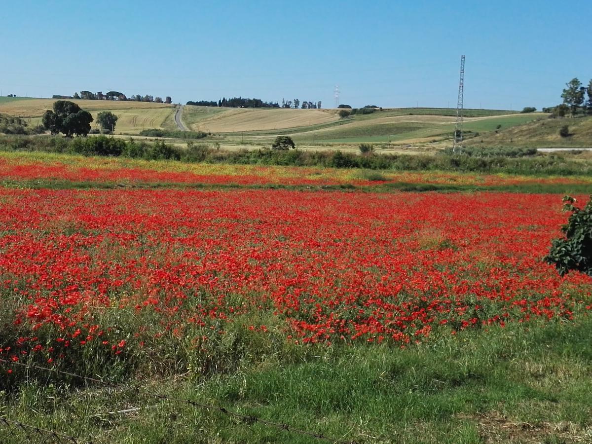 Casale Farnesiana B&B Tarquinia Exterior photo
